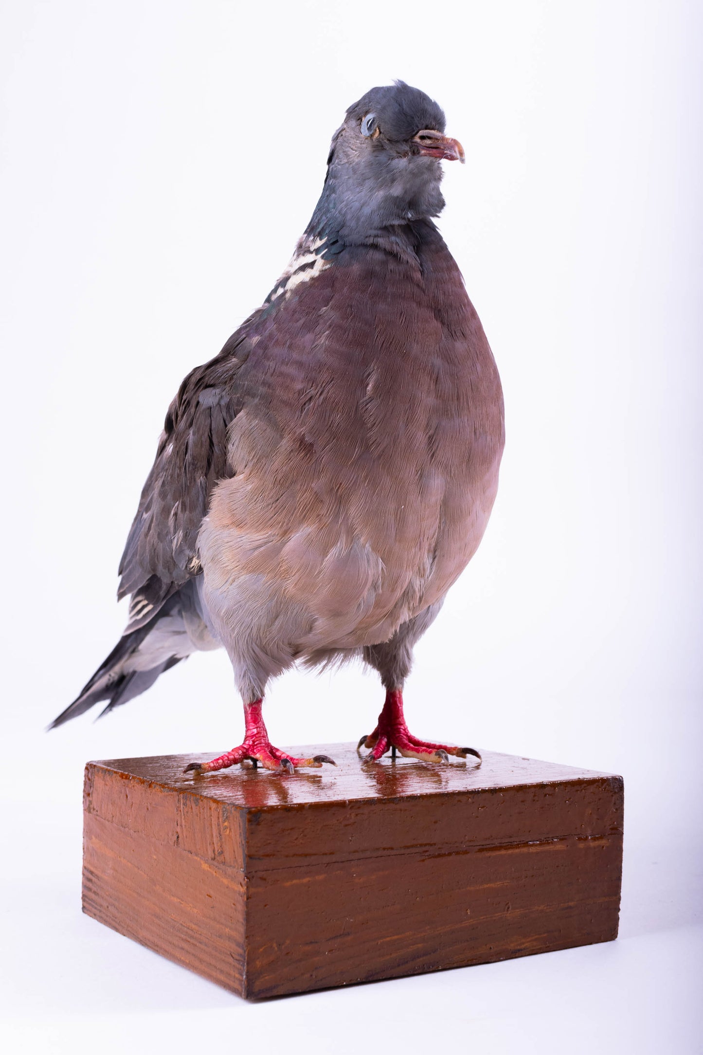Wood Pigeon Taxidermy Standing Mount For Sale