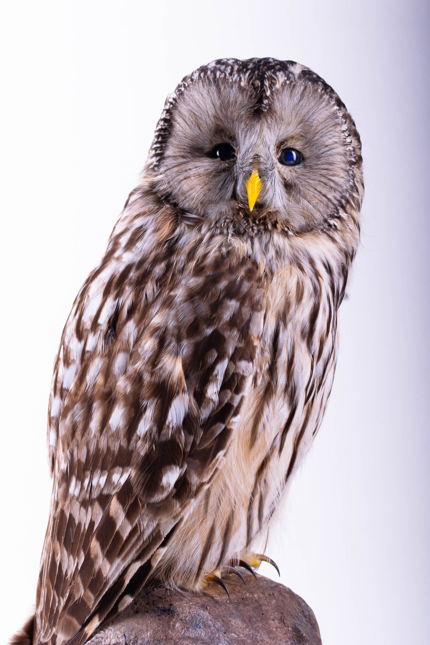 Tawny Owl Taxidermy Standing Mount