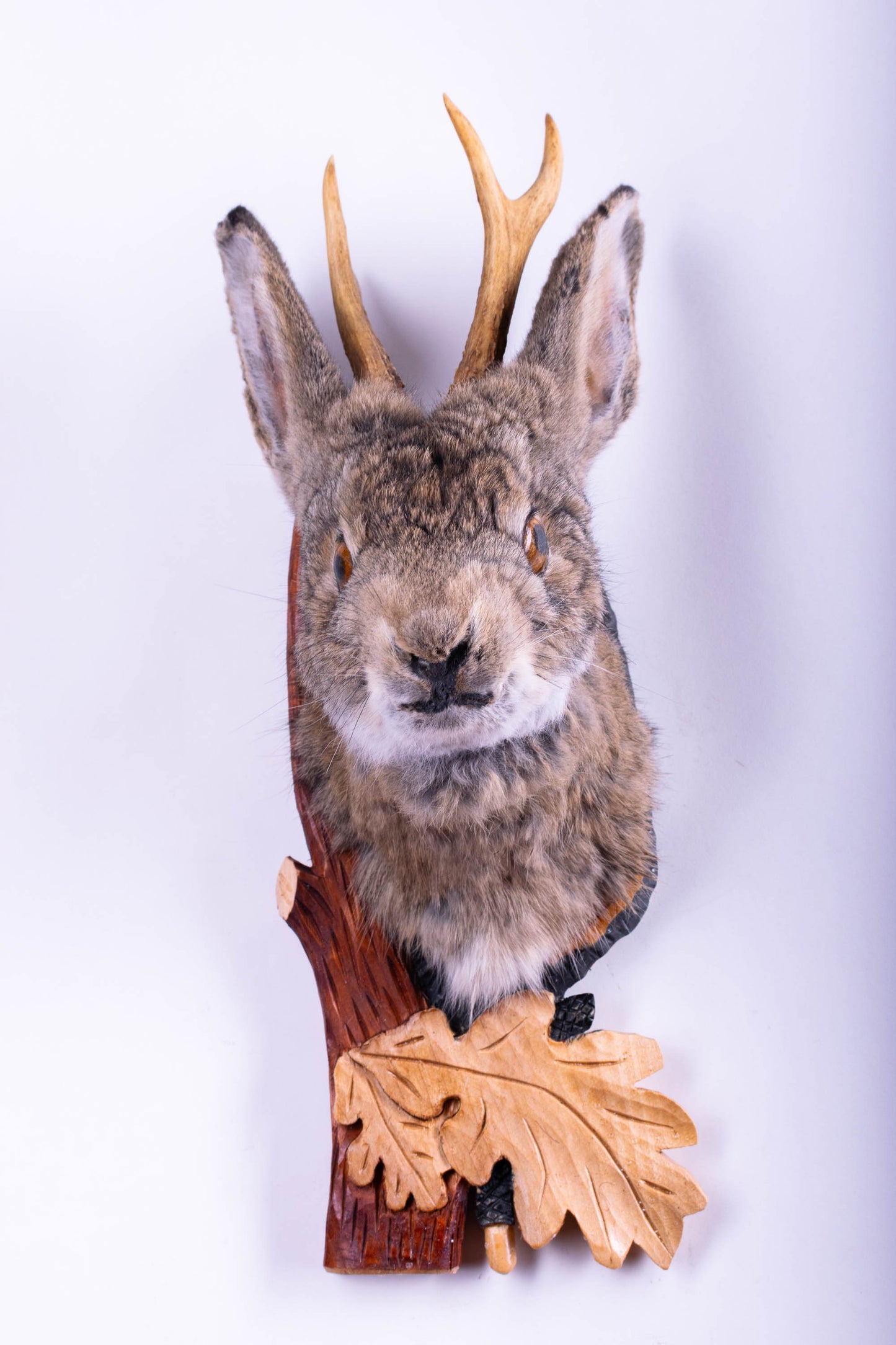 Jackalope Hare Taxidermy Wall Mount For Sale