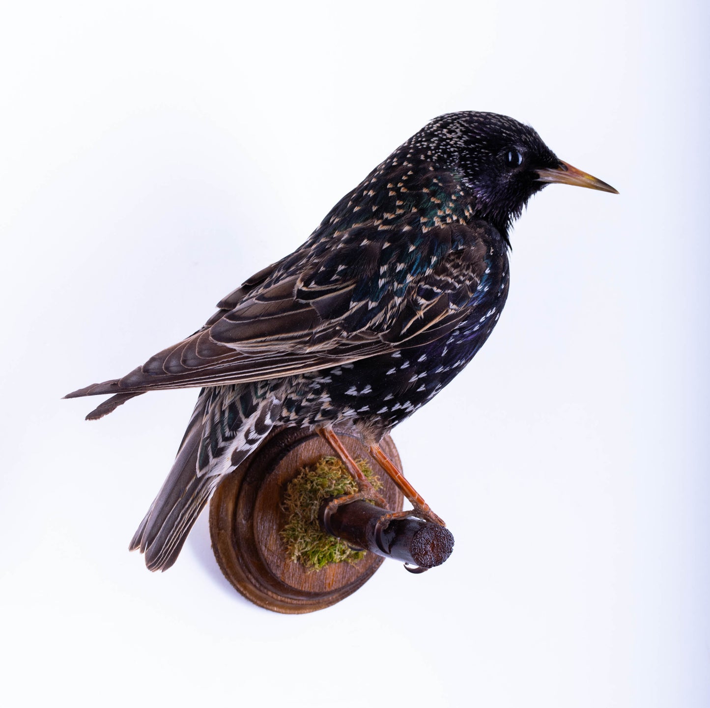 Starling Taxidermy Wall Mount For Sale