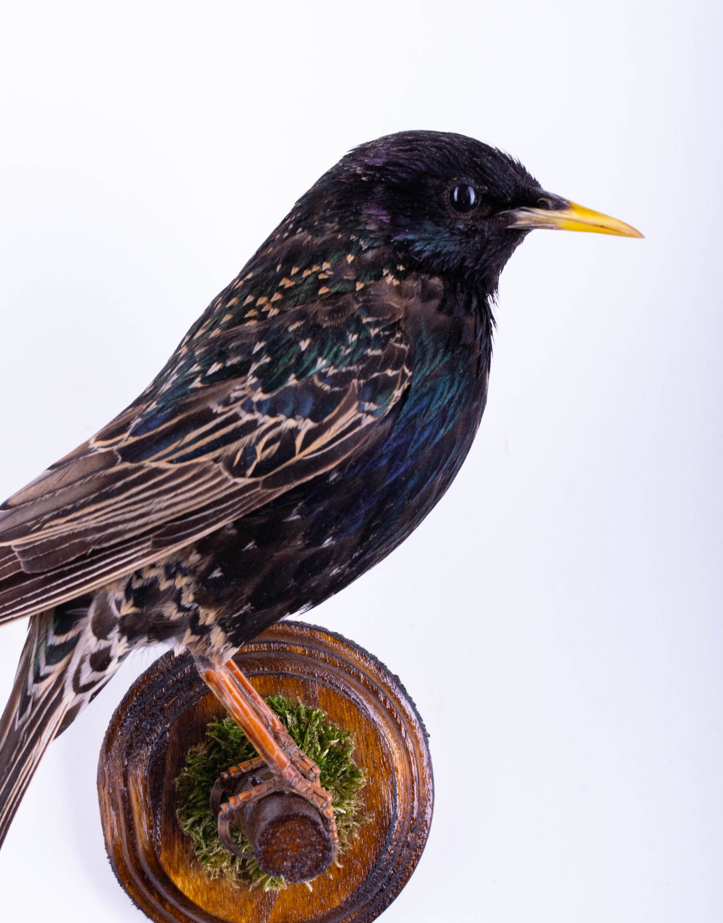 Support mural de taxidermie d'étourneau à vendre