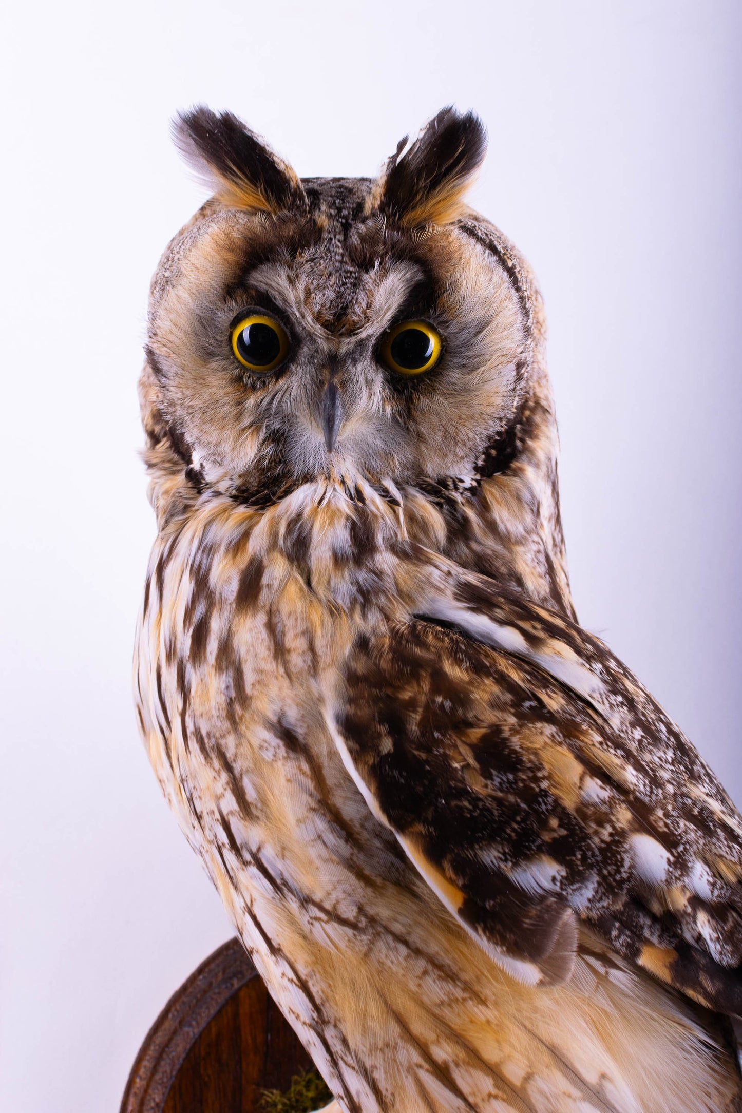 Long-eared Owl Taxidermy Wall Mount For Sale