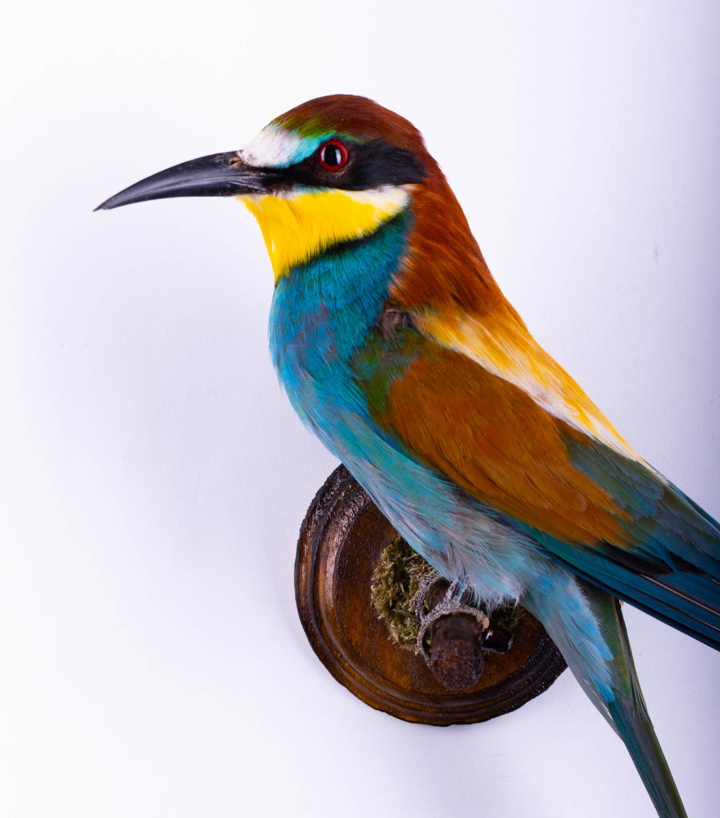 Bee-eater Taxidermy Wall Mount