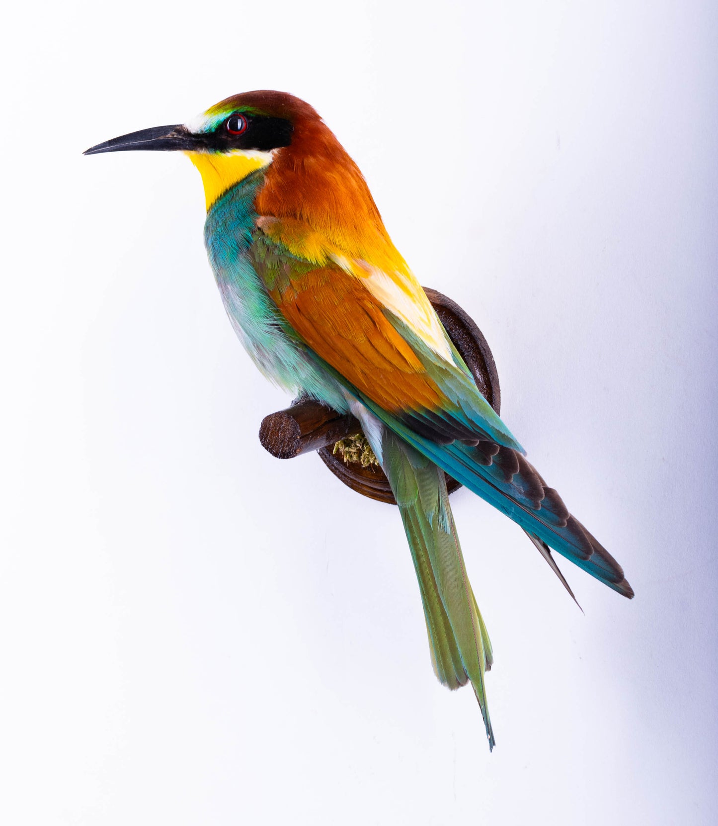 Bee-eater Taxidermy Wall Mount For Sale