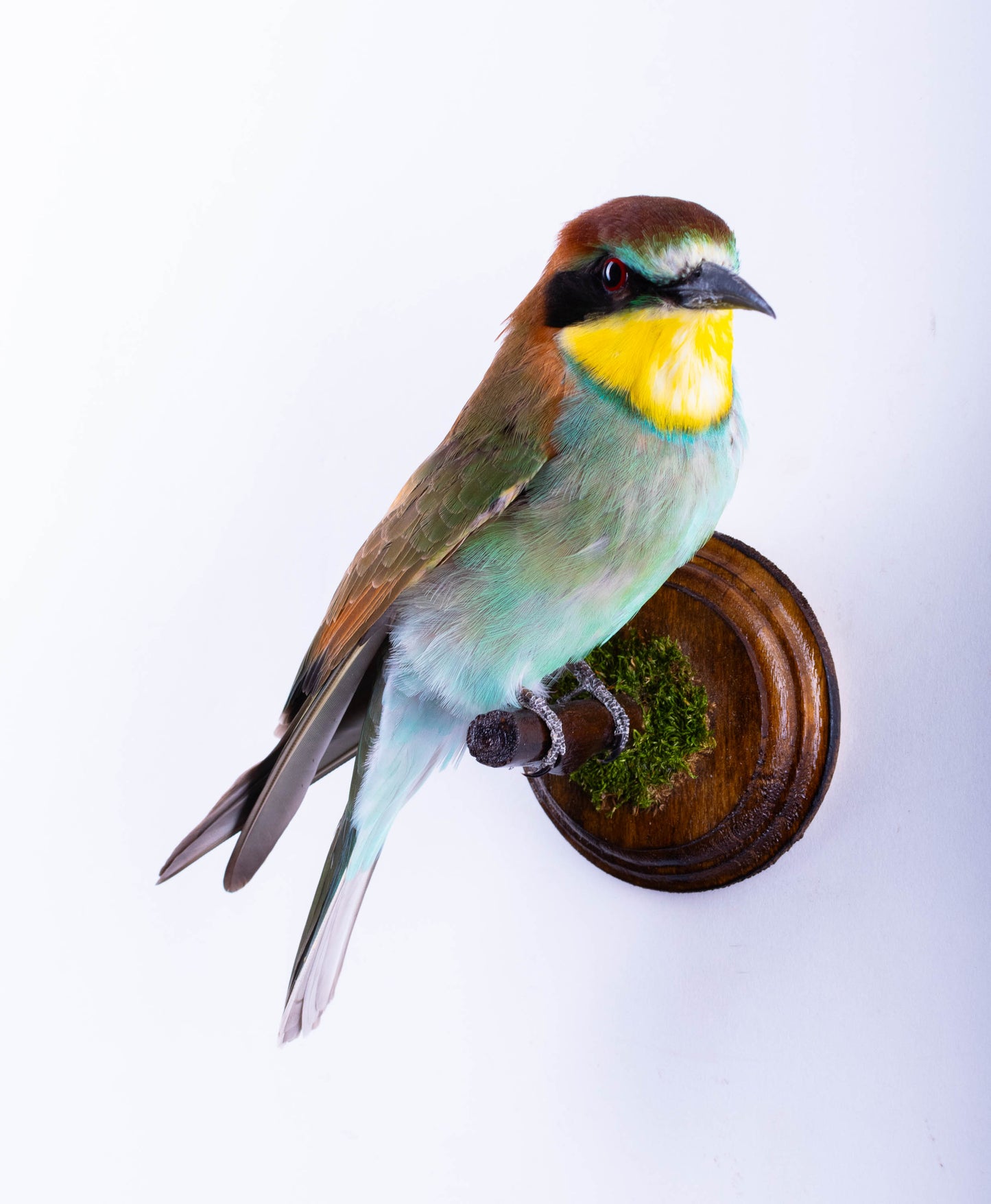 Bee-eater Taxidermy Wall Mount For Sale