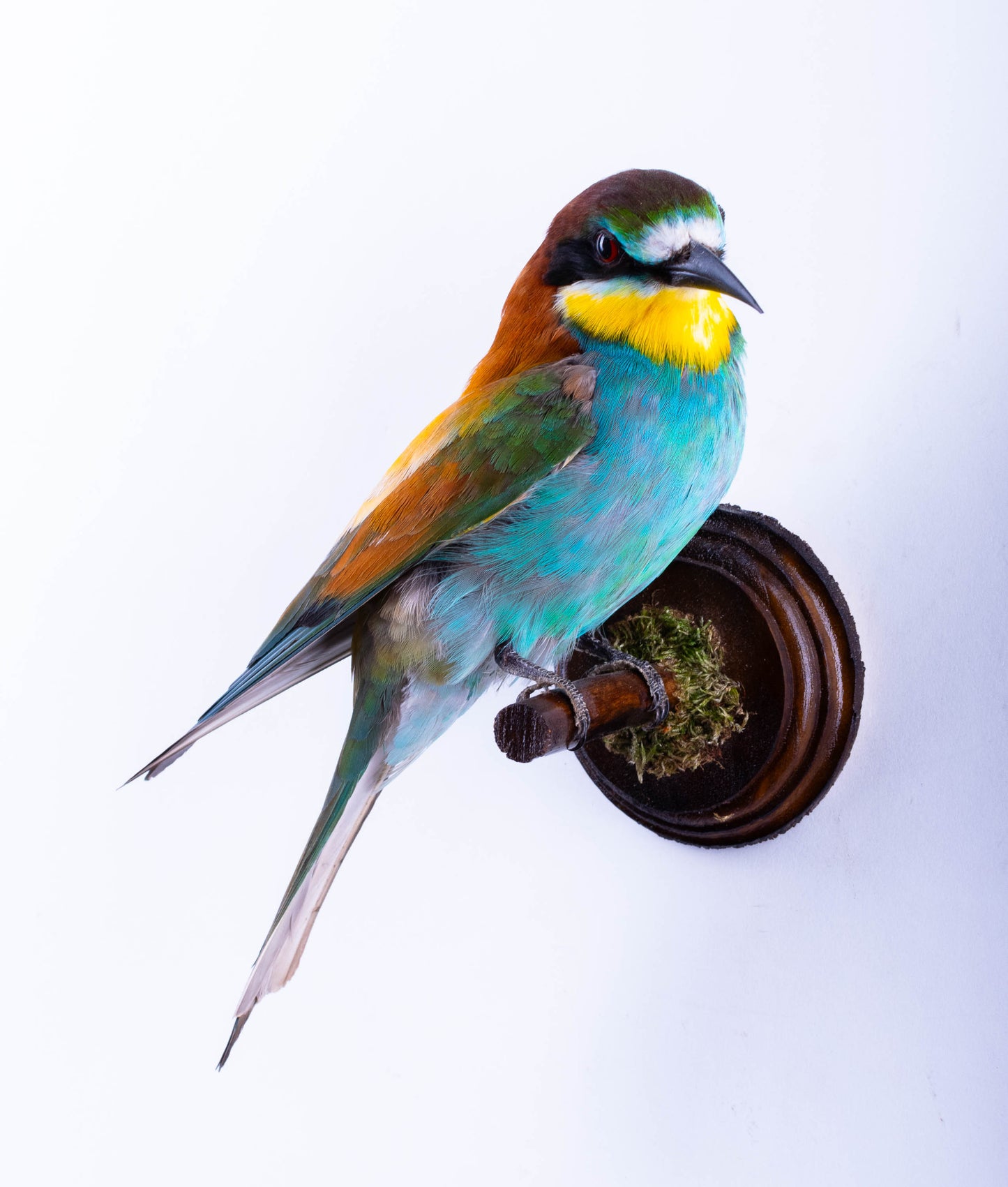 Bee-eater Taxidermy Wall Mount For Sale