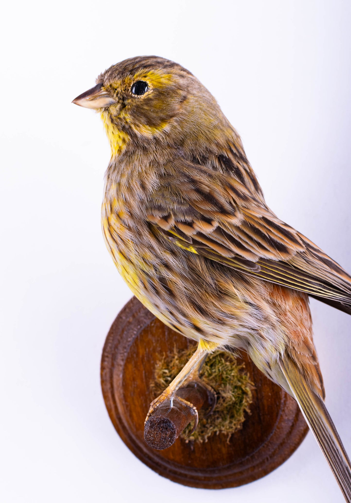 Yellowhammer Taxidermy Wall Mount For Sale
