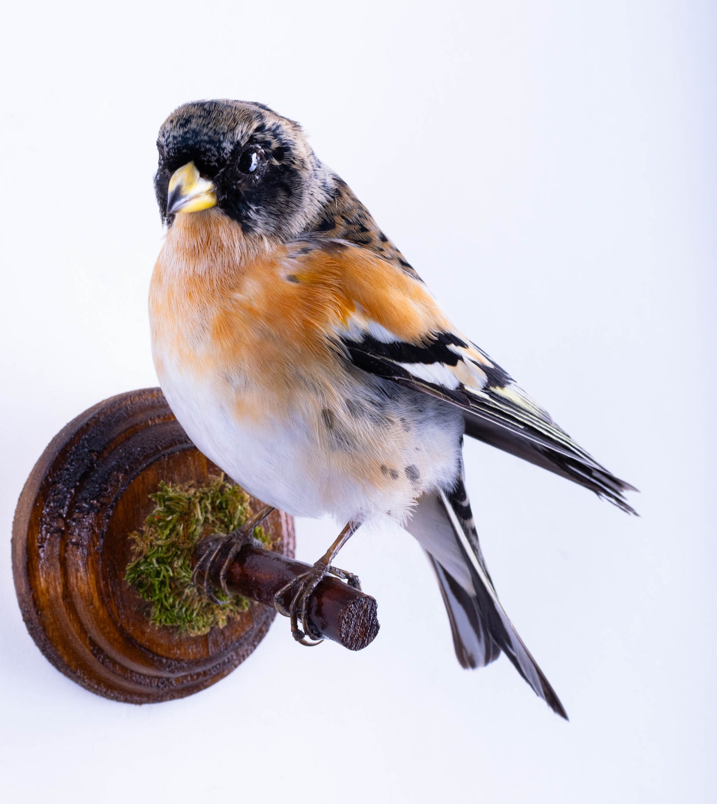 Brambling Taxidermy Wall Mount For Sale