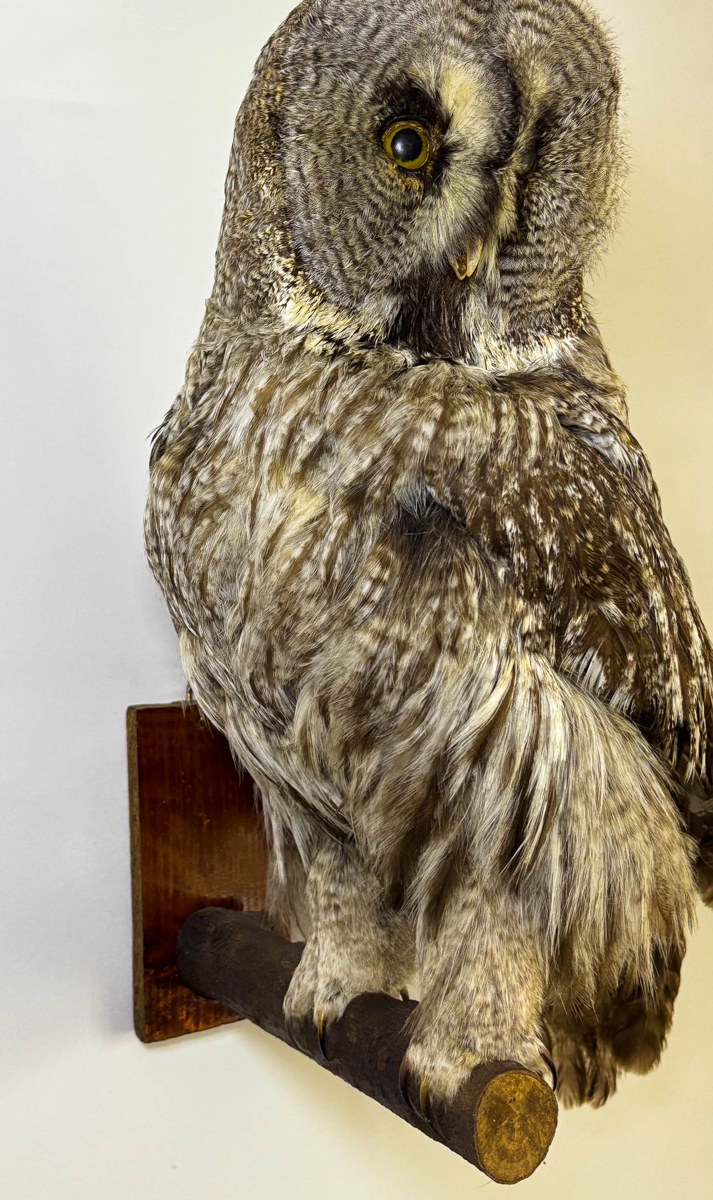 Great Gray Owl Taxidermy Wall Mount For Sale