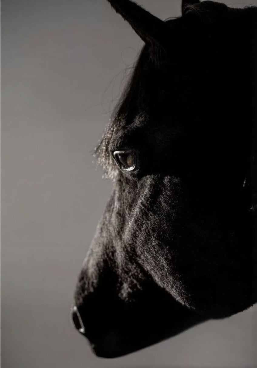 Tigre en taxidermie de réplique, monté, grandeur nature, peluche africaine