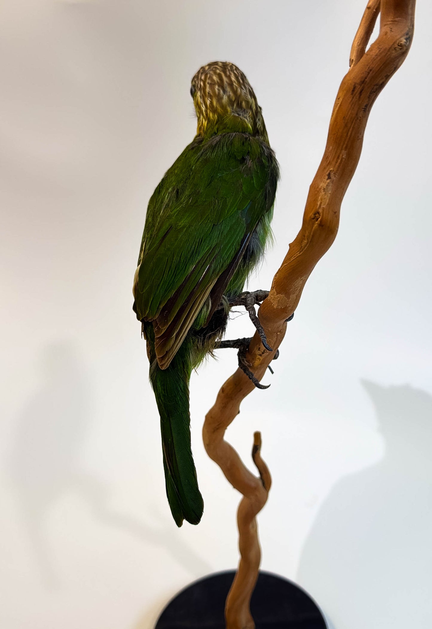 Green-eared Barbet Taxidermy Stand Mount For Sale