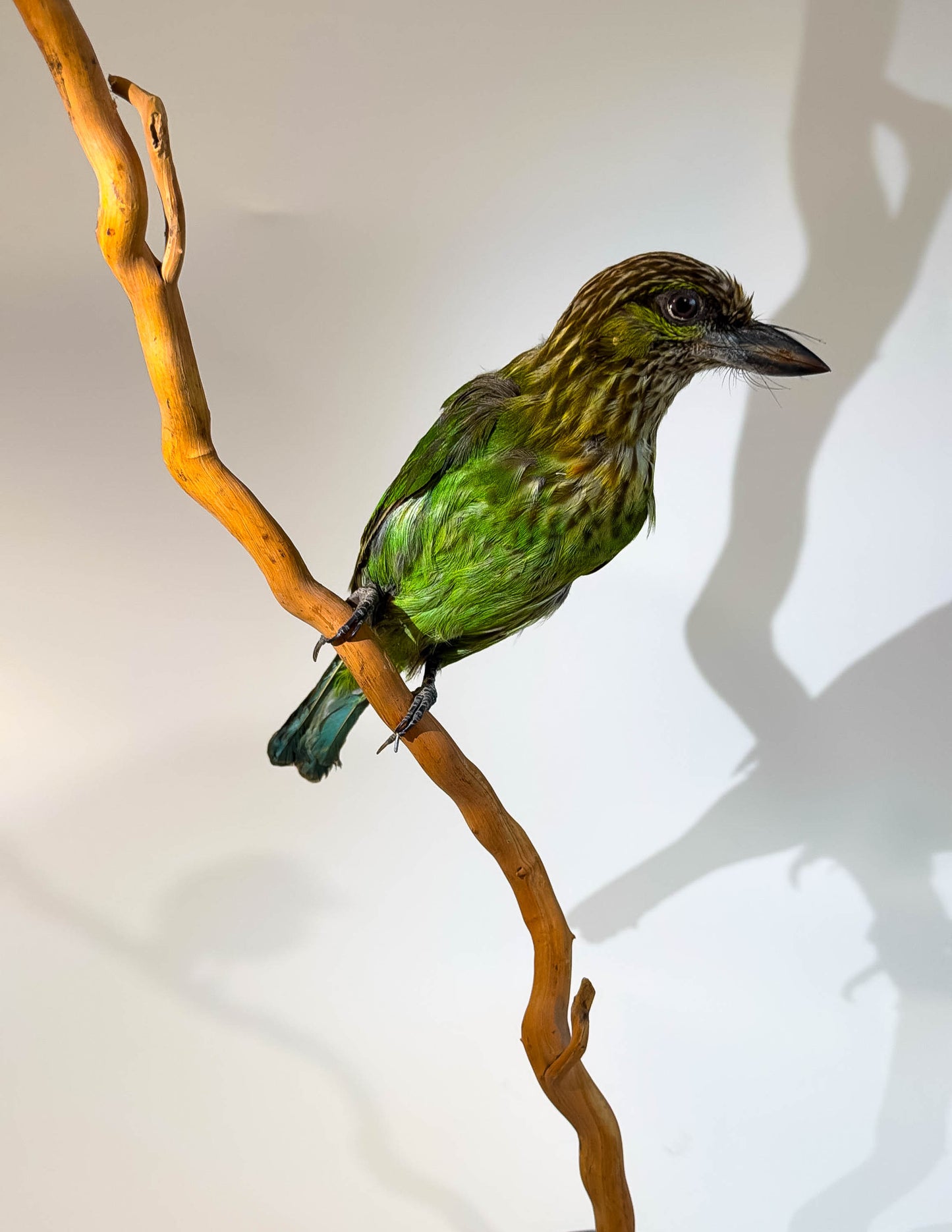 Green-eared Barbet Taxidermy Stand Mount For Sale