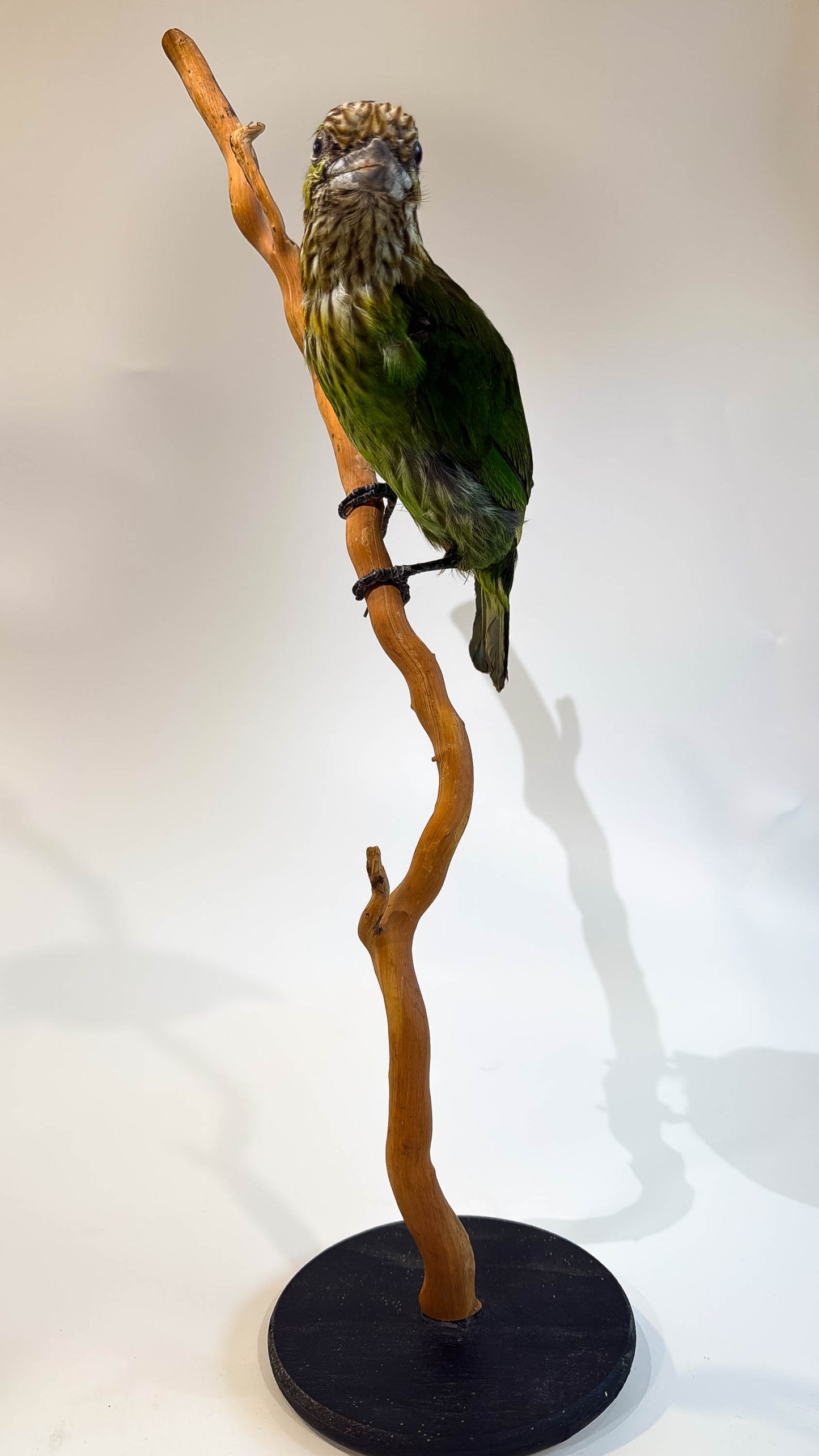 Green-eared Barbet Taxidermy Stand Mount For Sale