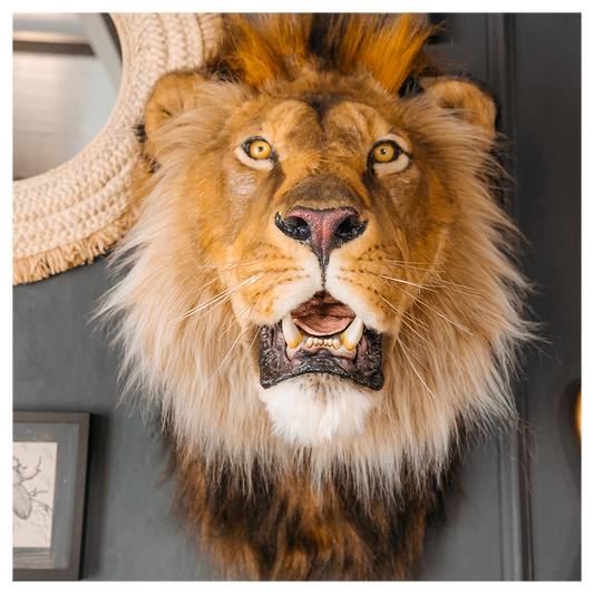 Replica Taxidermy Lion Shoulder Head Wall mount Life size