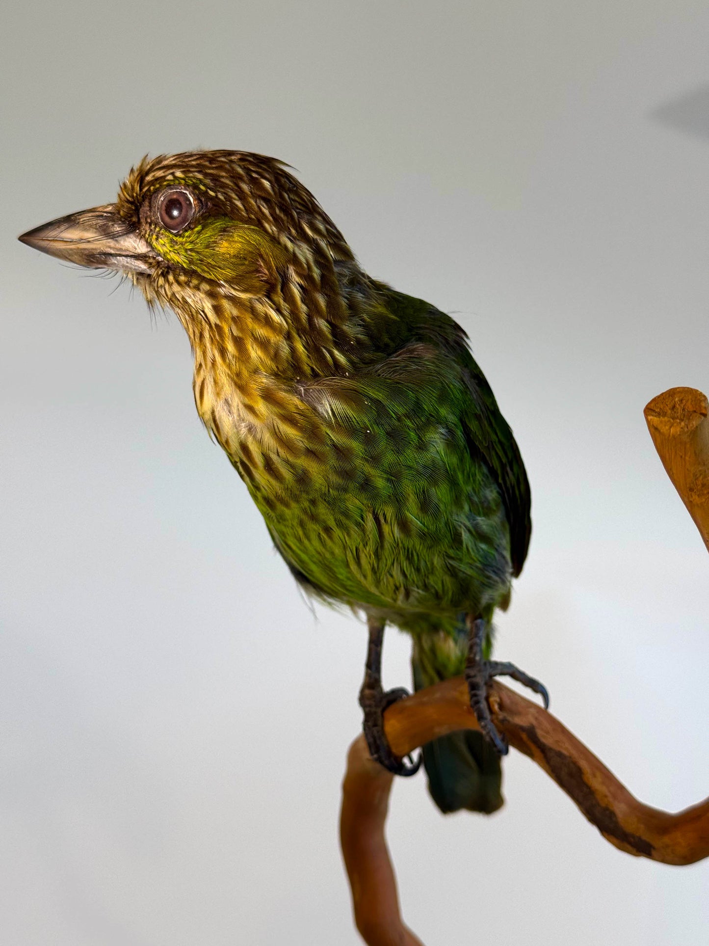 Green-eared Barbet Taxidermy Stand Mount For Sale