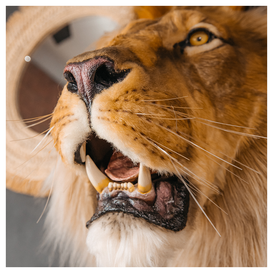 Replica Taxidermy Lion Shoulder Head Wall mount Life size