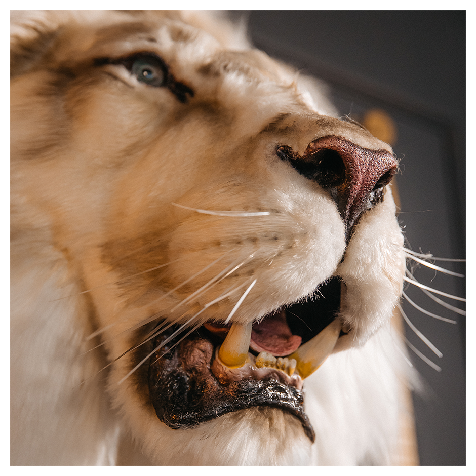 Replica Taxidermy Lion Shoulder Head Wall mount