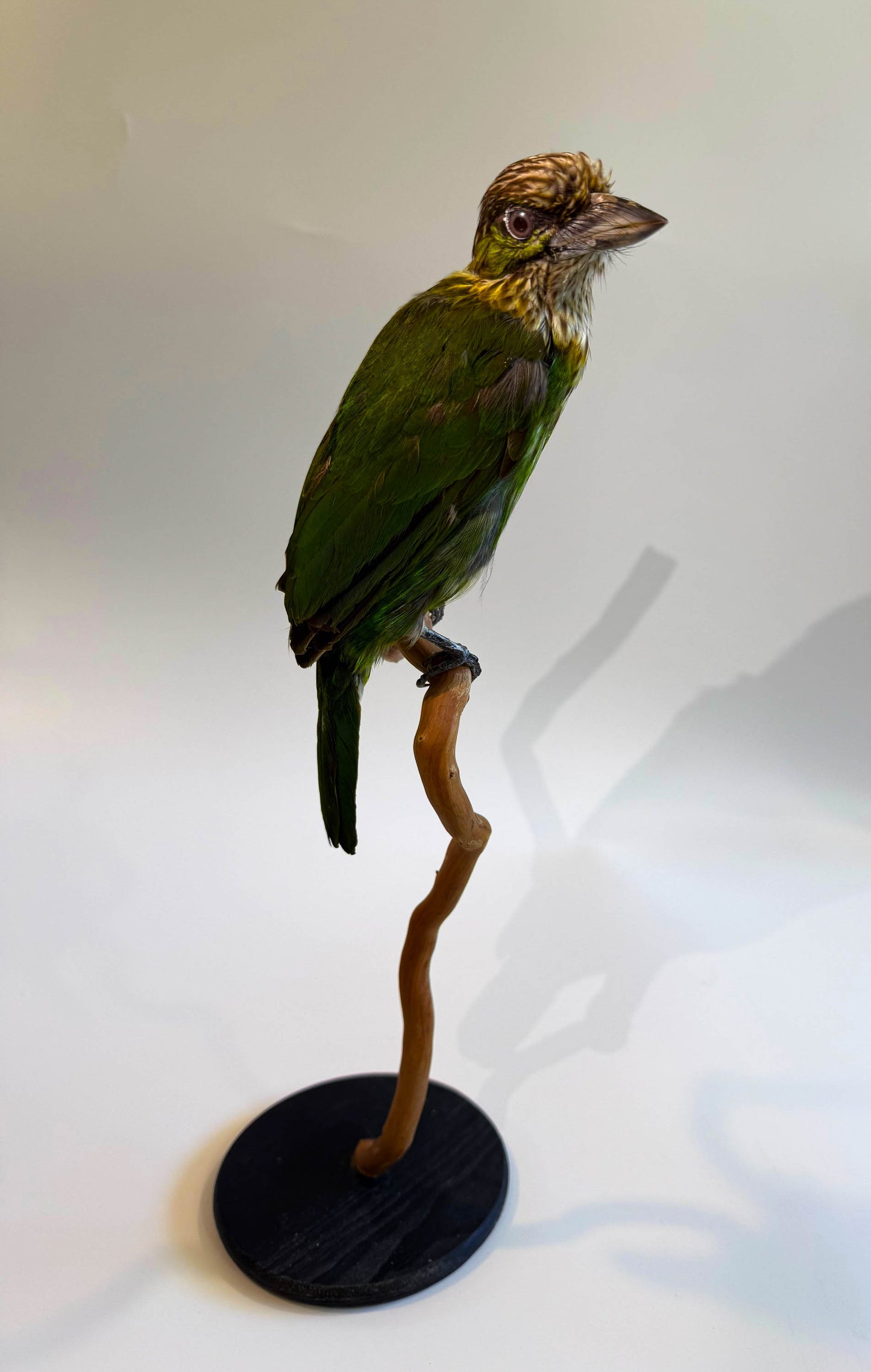 Green-eared Barbet Taxidermy Stand Mount For Sale