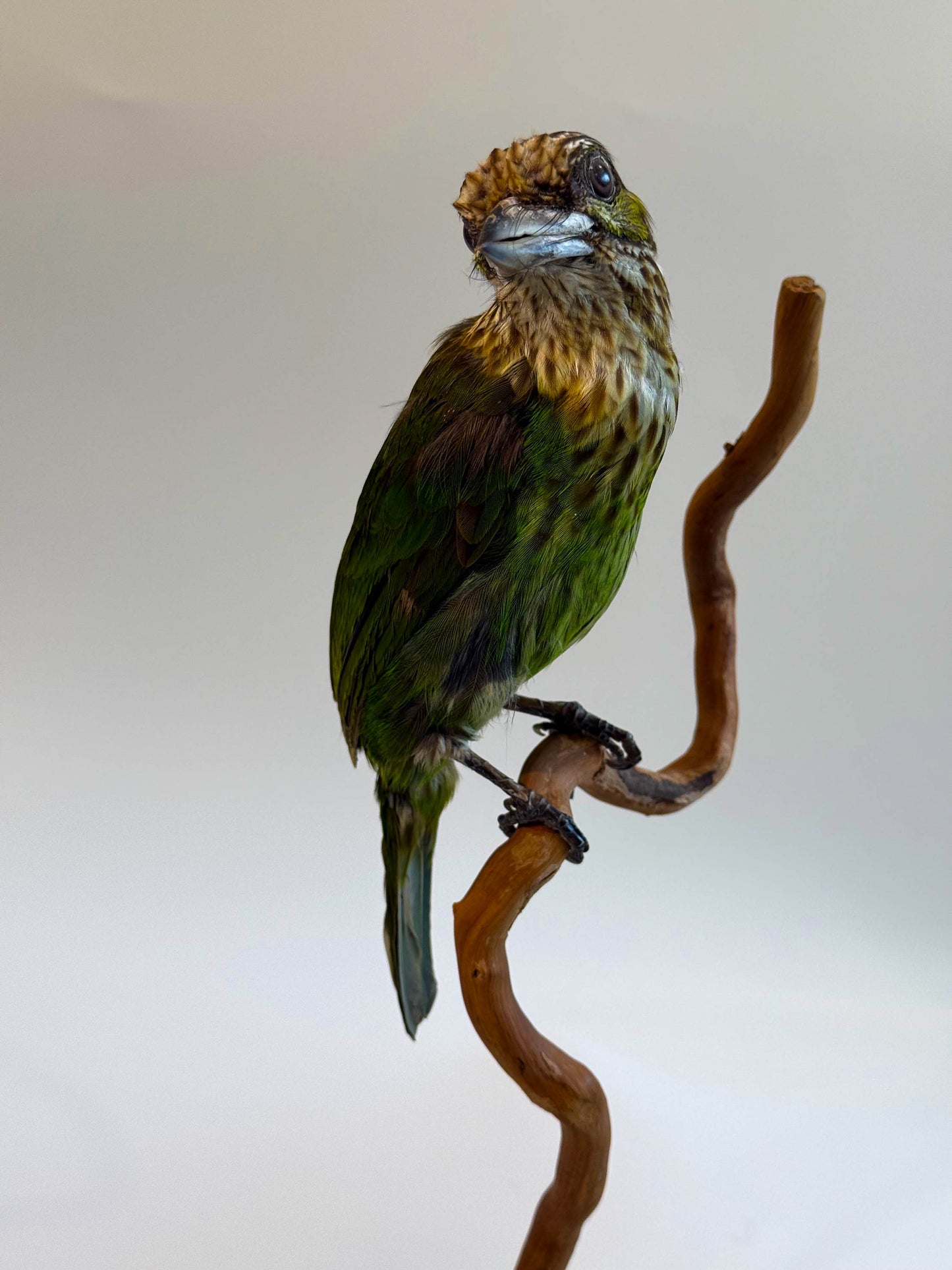 Green-eared Barbet Taxidermy Stand Mount For Sale