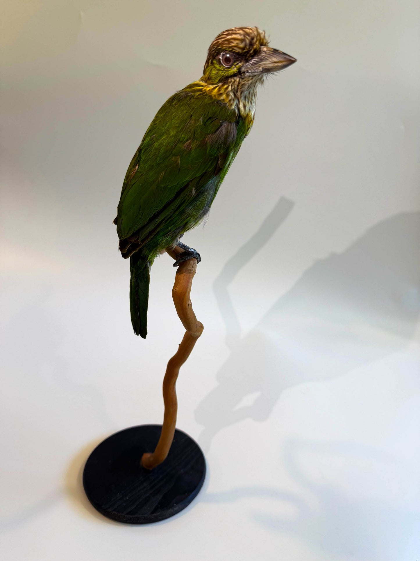 Green-eared Barbet Taxidermy Stand Mount For Sale