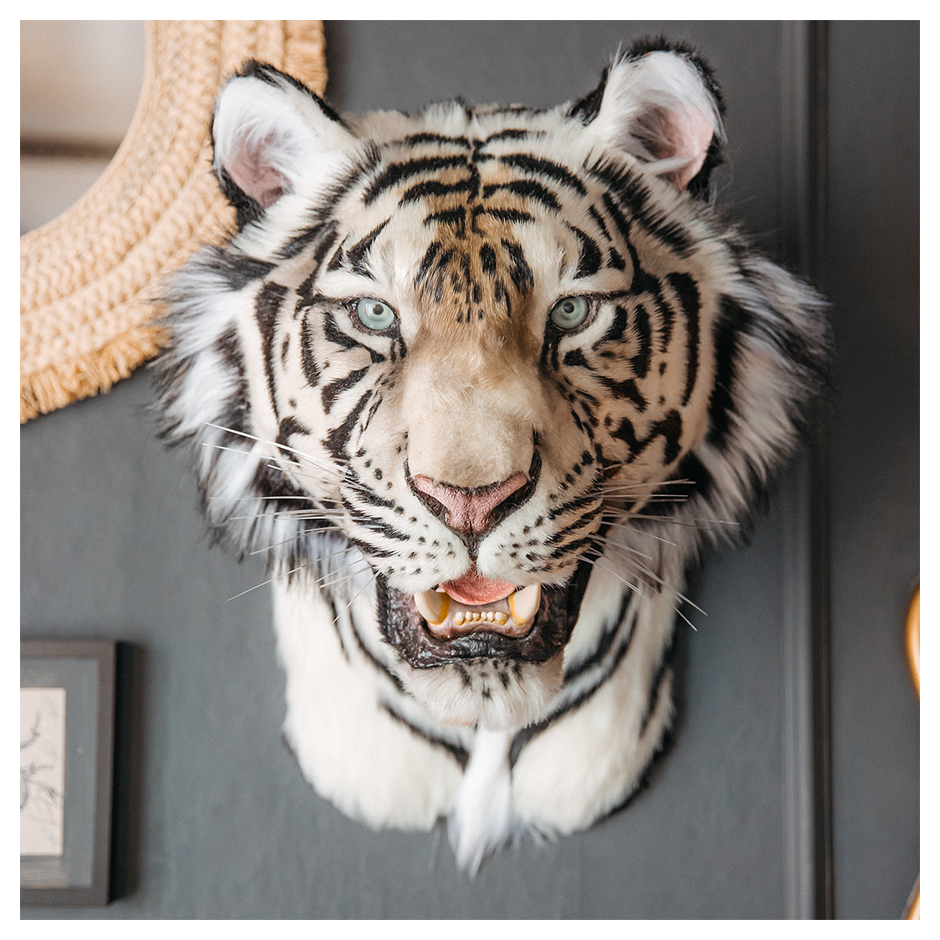 Replica Taxidermy White Tiger Head Wall mount Realistic Life size