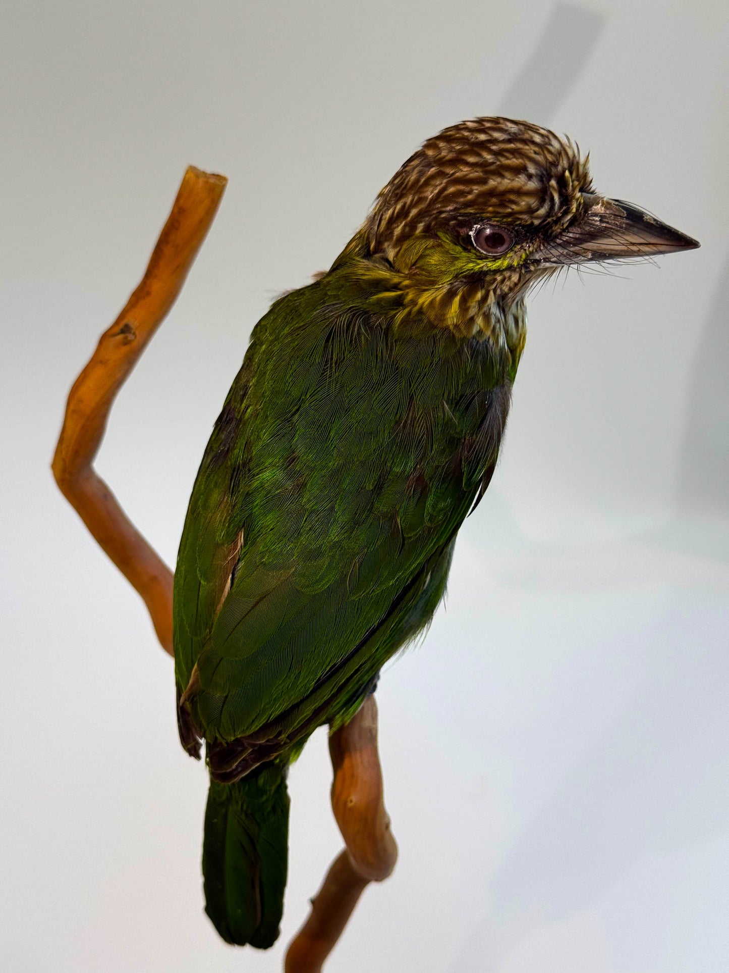 Green-eared Barbet Taxidermy Stand Mount For Sale