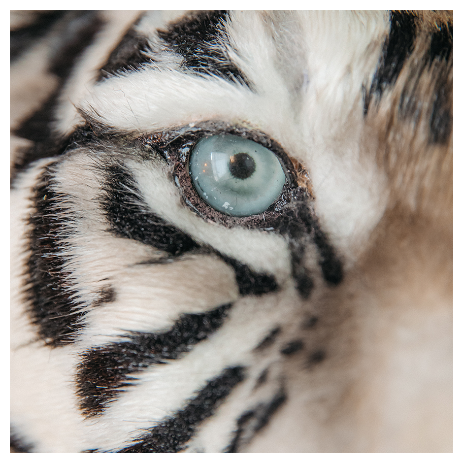 Replica Taxidermy White Tiger Head Wall mount Realistic Life size