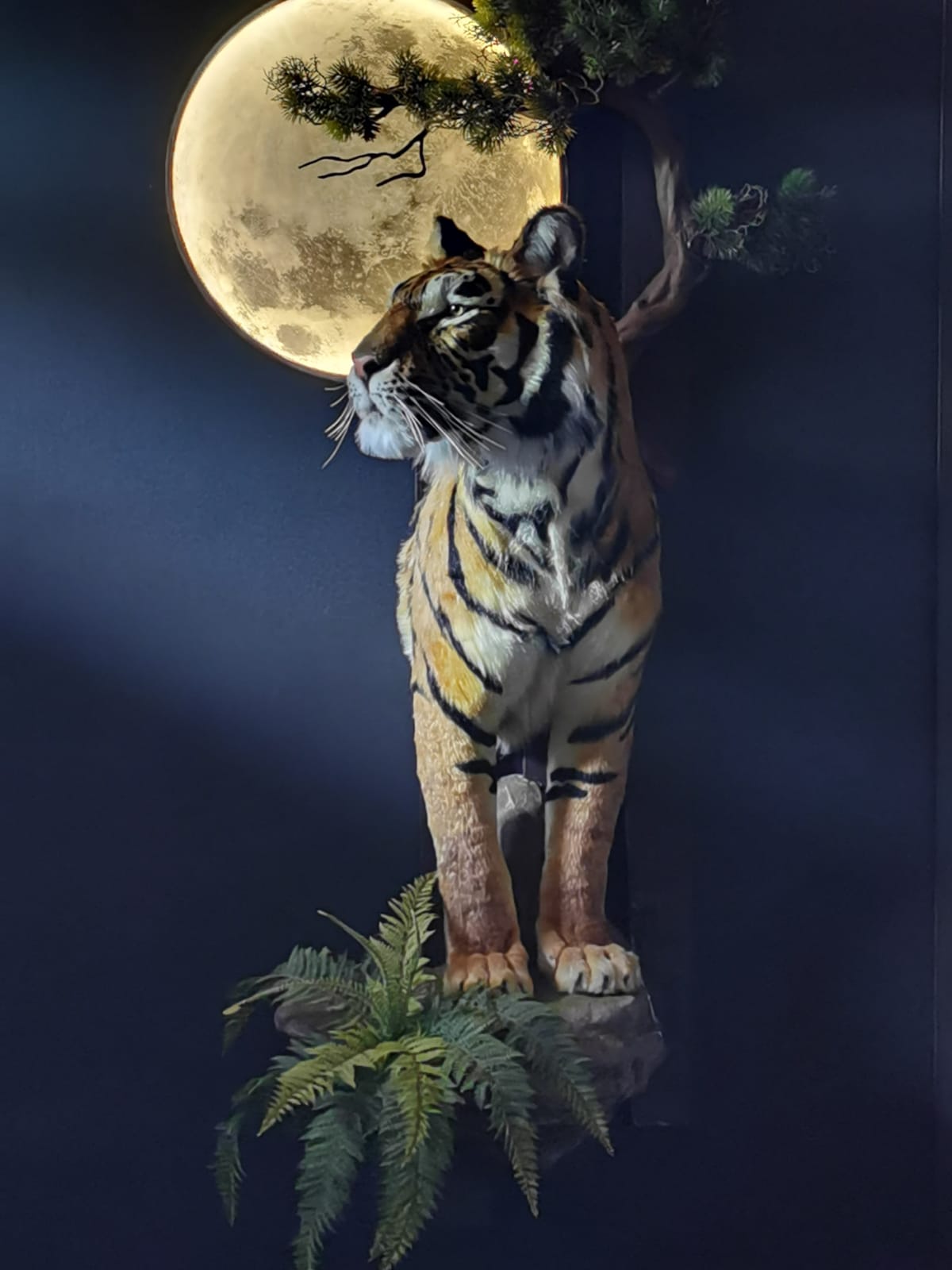 Tigre en taxidermie de réplique, monté, grandeur nature, peluche africaine