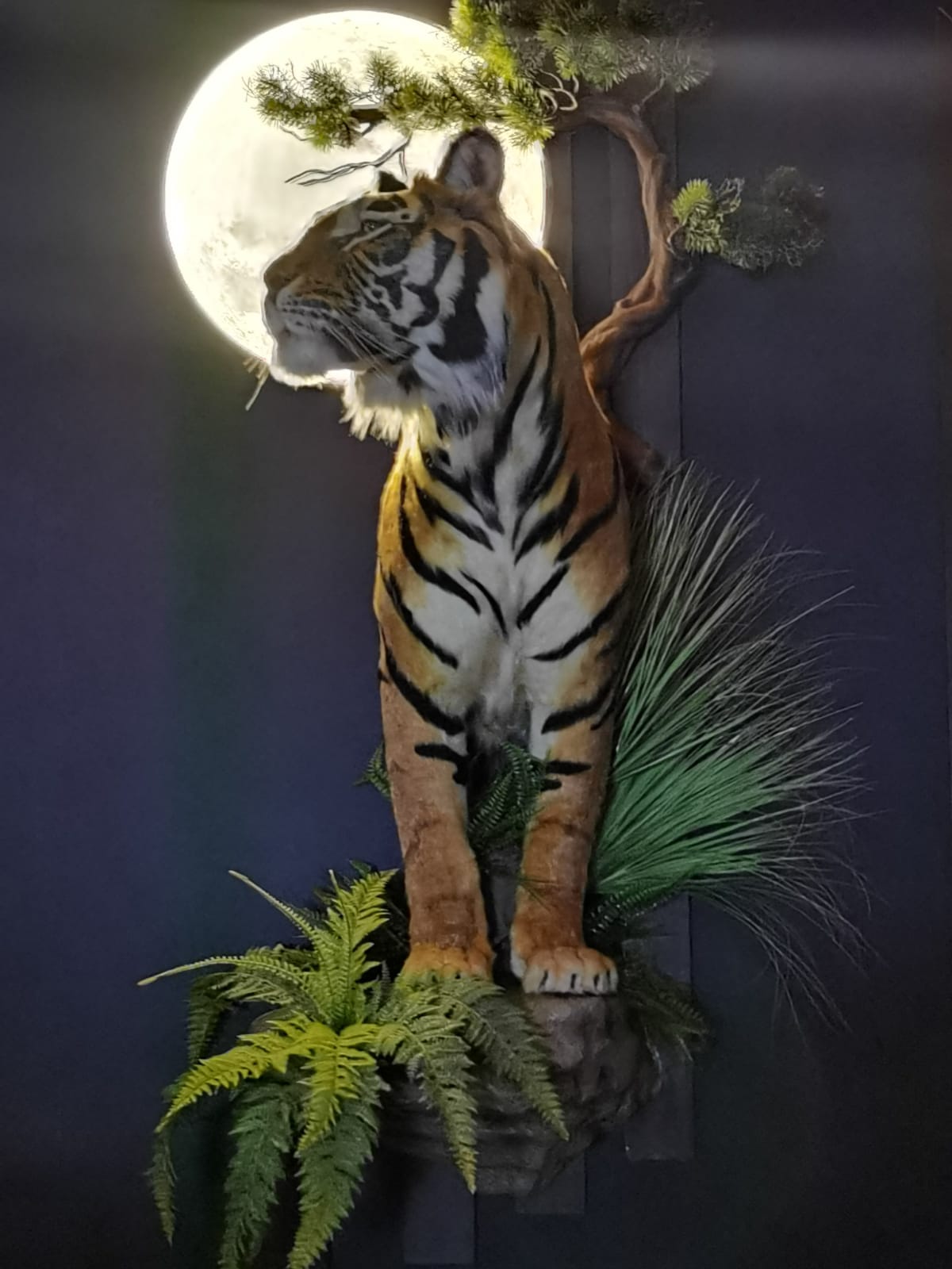 Tigre en taxidermie de réplique, monté, grandeur nature, peluche africaine