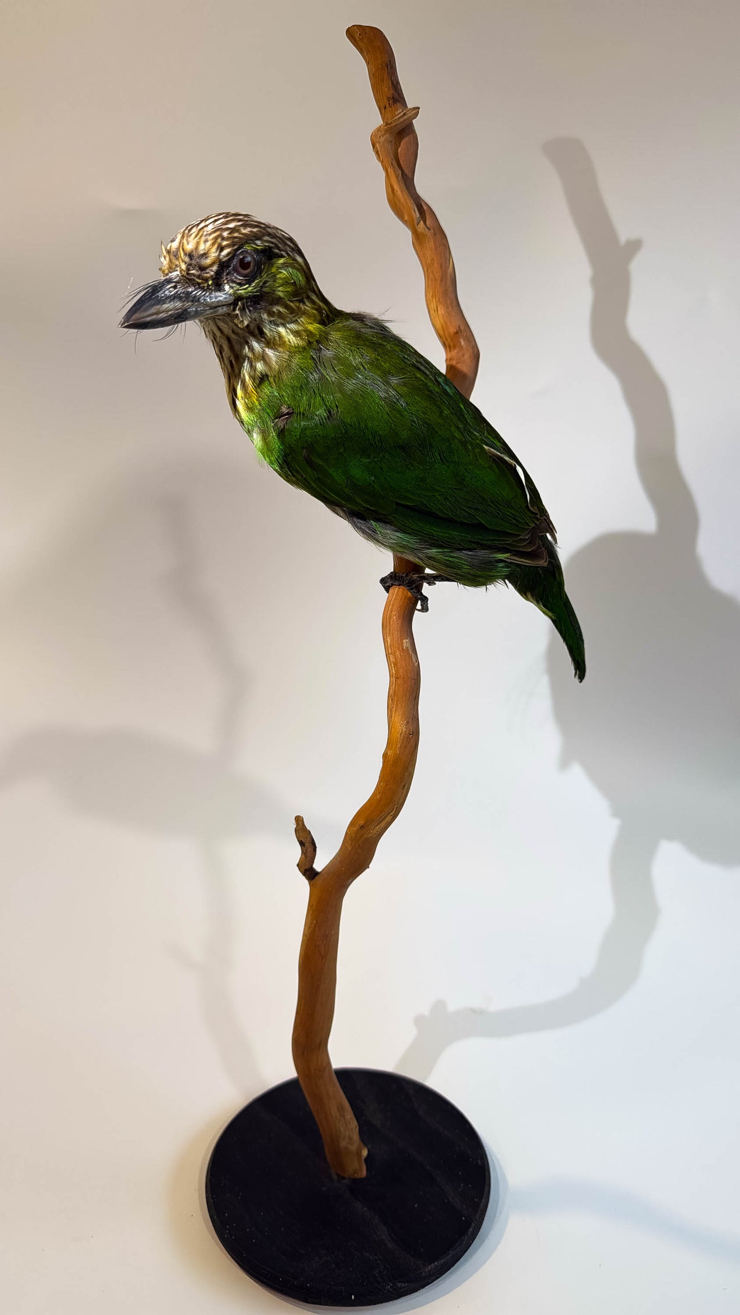 Green-eared Barbet Taxidermy Stand Mount For Sale