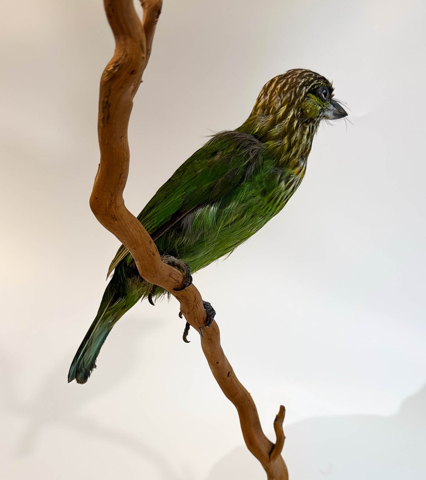 Green-eared Barbet Taxidermy Stand Mount For Sale