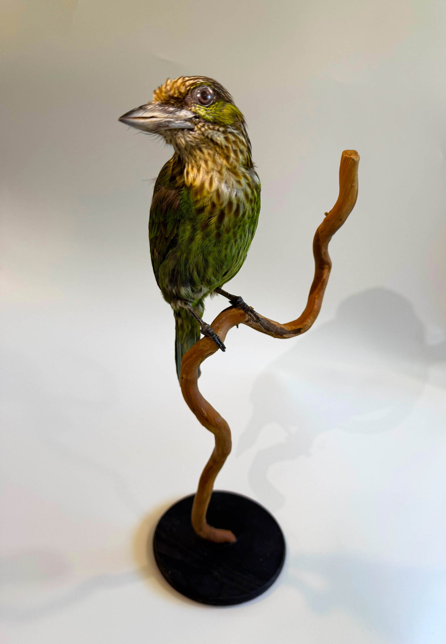 Green-eared Barbet Taxidermy Stand Mount For Sale
