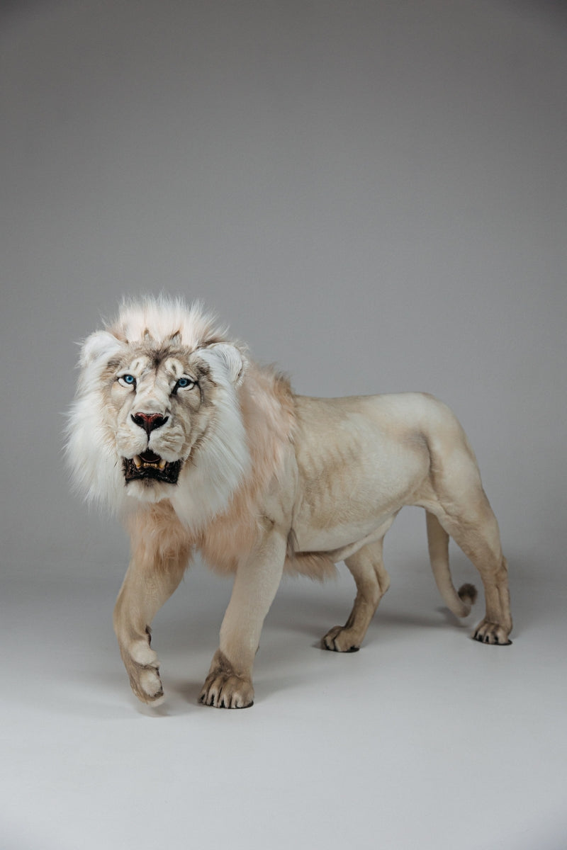 Replica Taxidermy White Lion Life size Standing mount