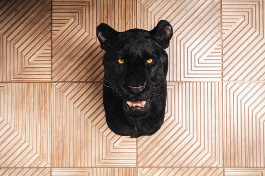 Réplique taxidermie Panthère noire tête épaule murale taille réelle africaine en peluche