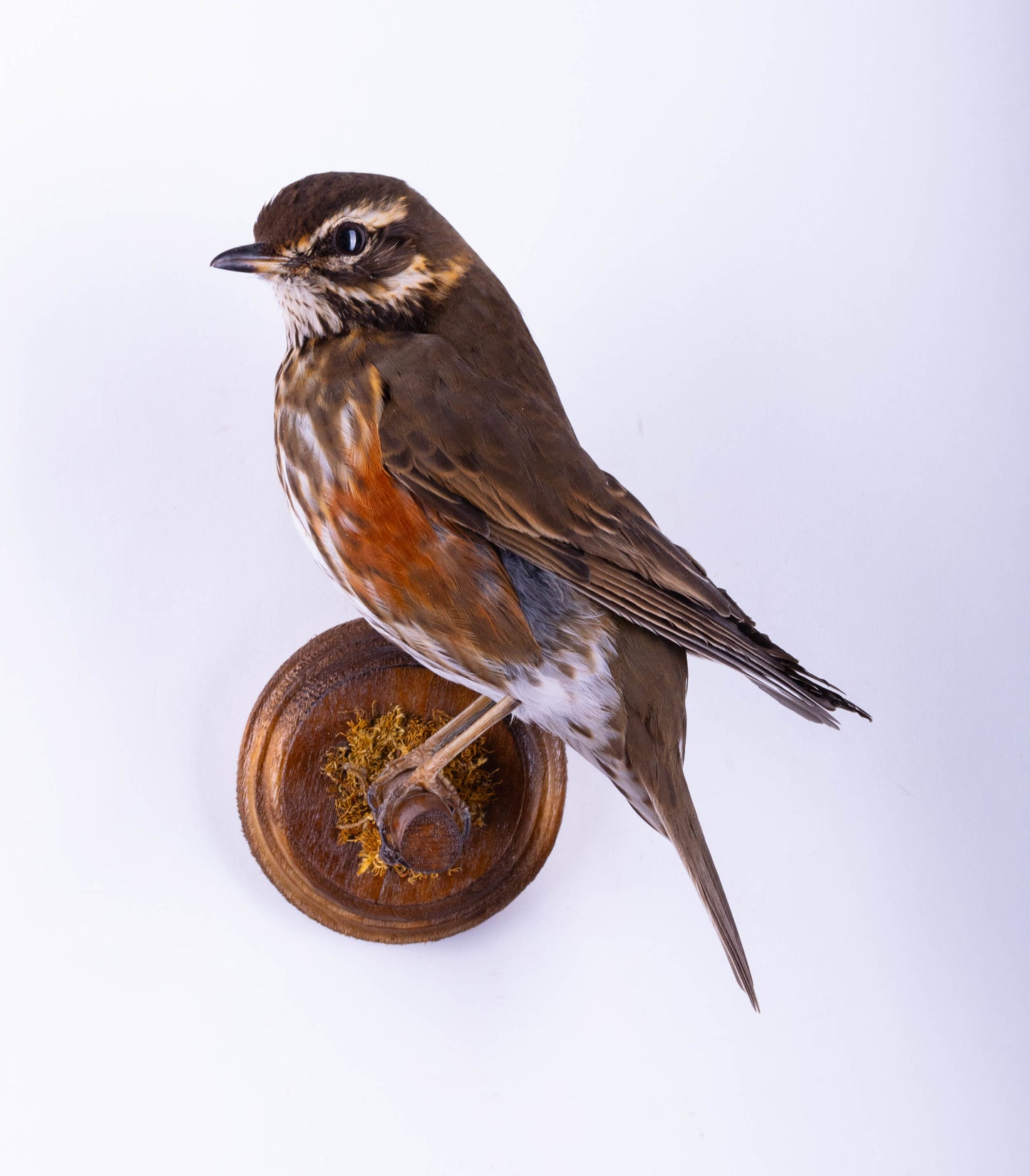 Redwing Taxidermy Wall Mount For Sale