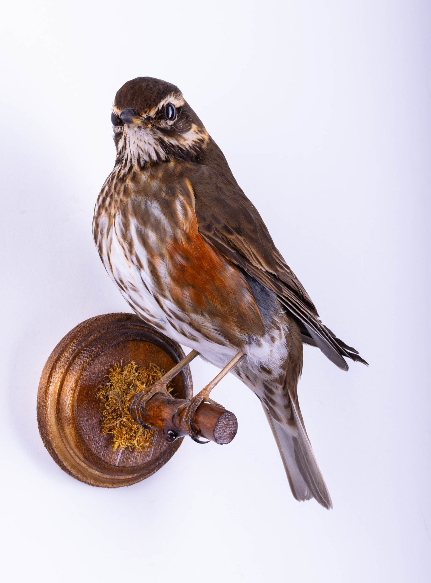 Redwing Taxidermy Wall Mount For Sale