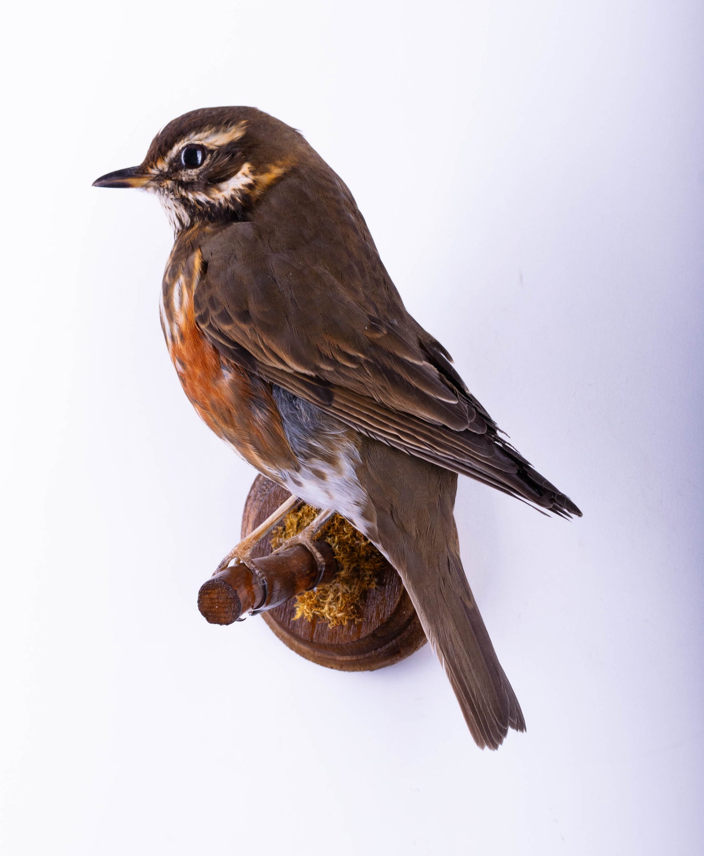 Redwing Taxidermy Wall Mount For Sale