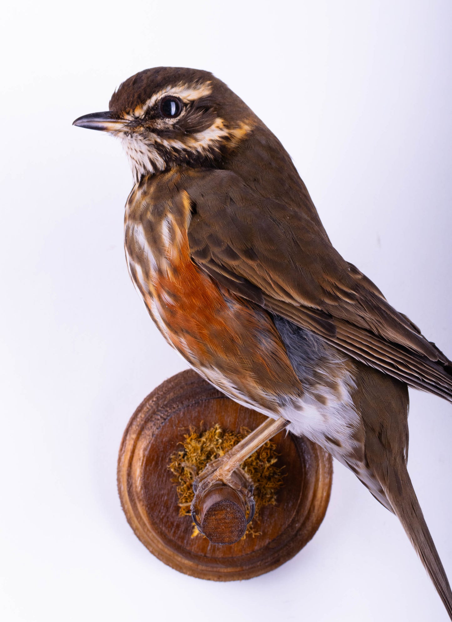 Redwing Taxidermy Wall Mount For Sale