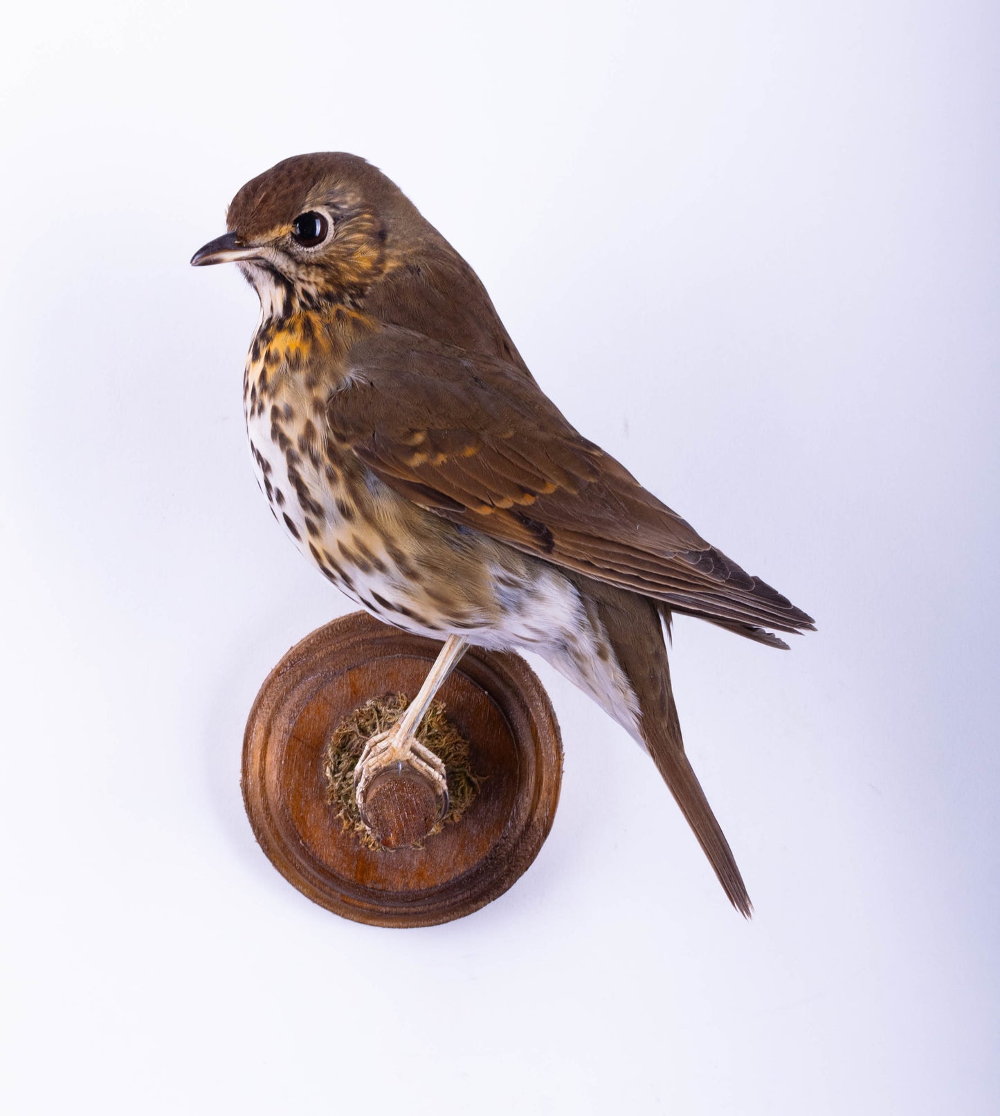 Song Thrush Taxidermy Wall Mount For Sale