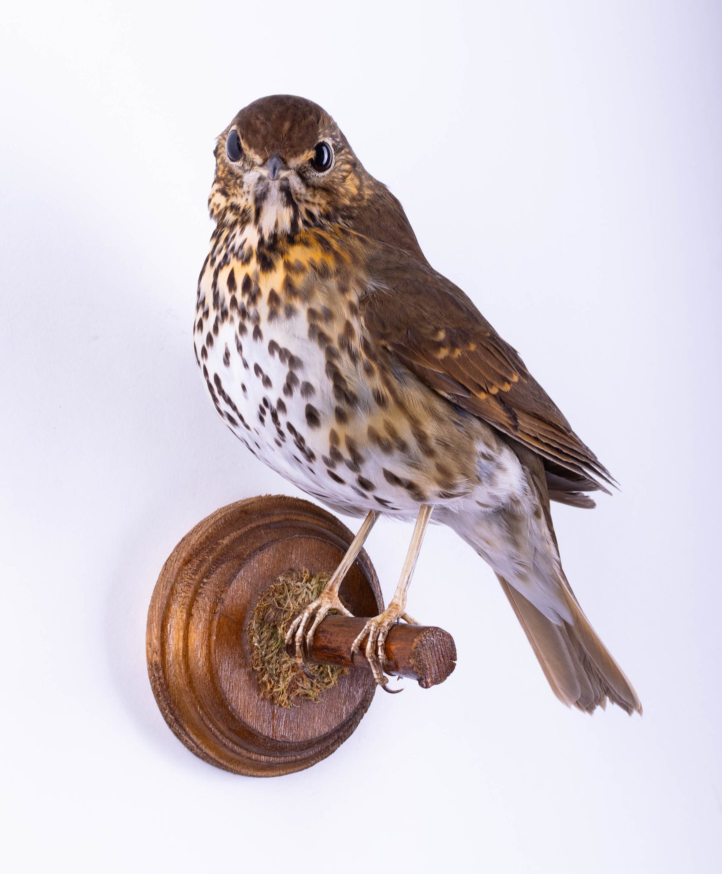 Song Thrush Taxidermy Wall Mount For Sale