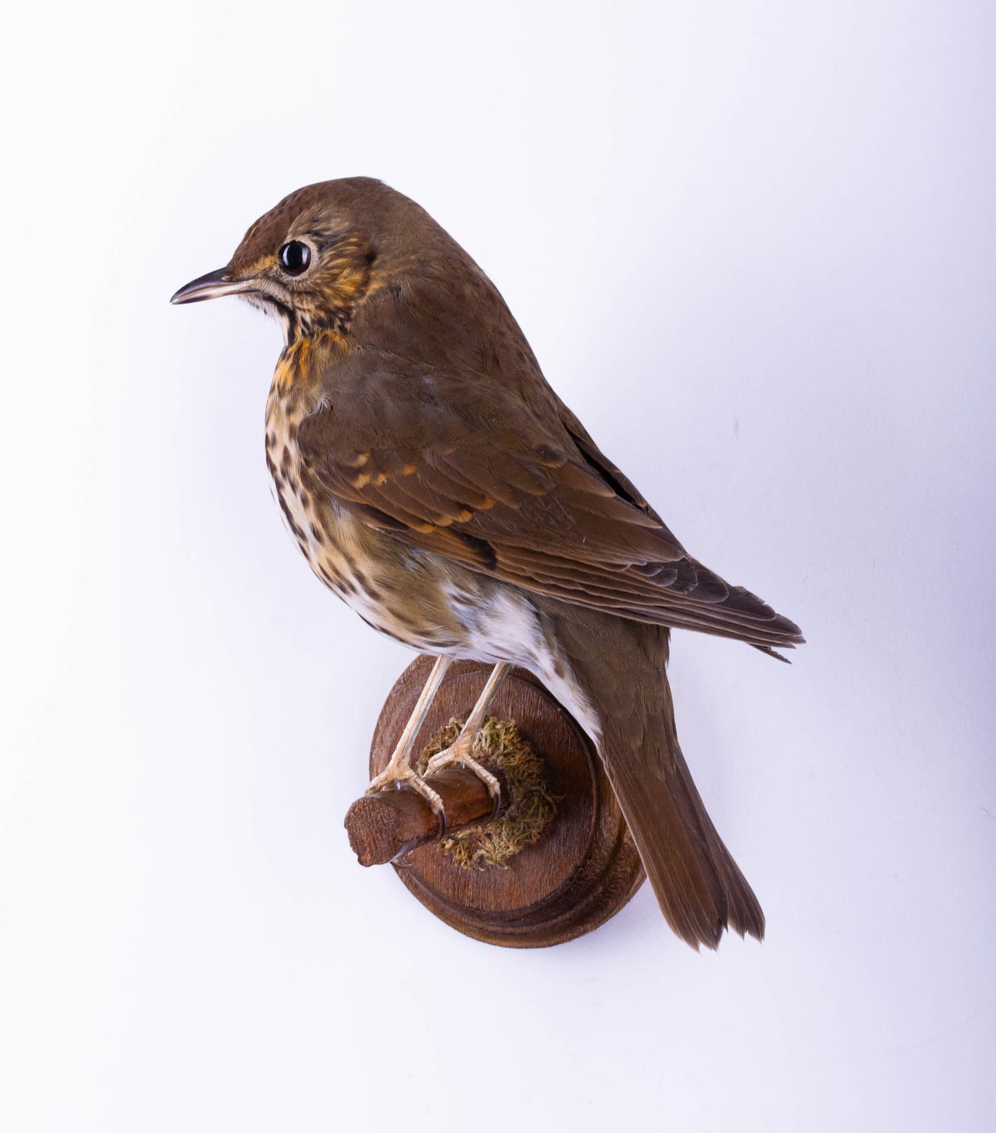 Song Thrush Taxidermy Wall Mount For Sale