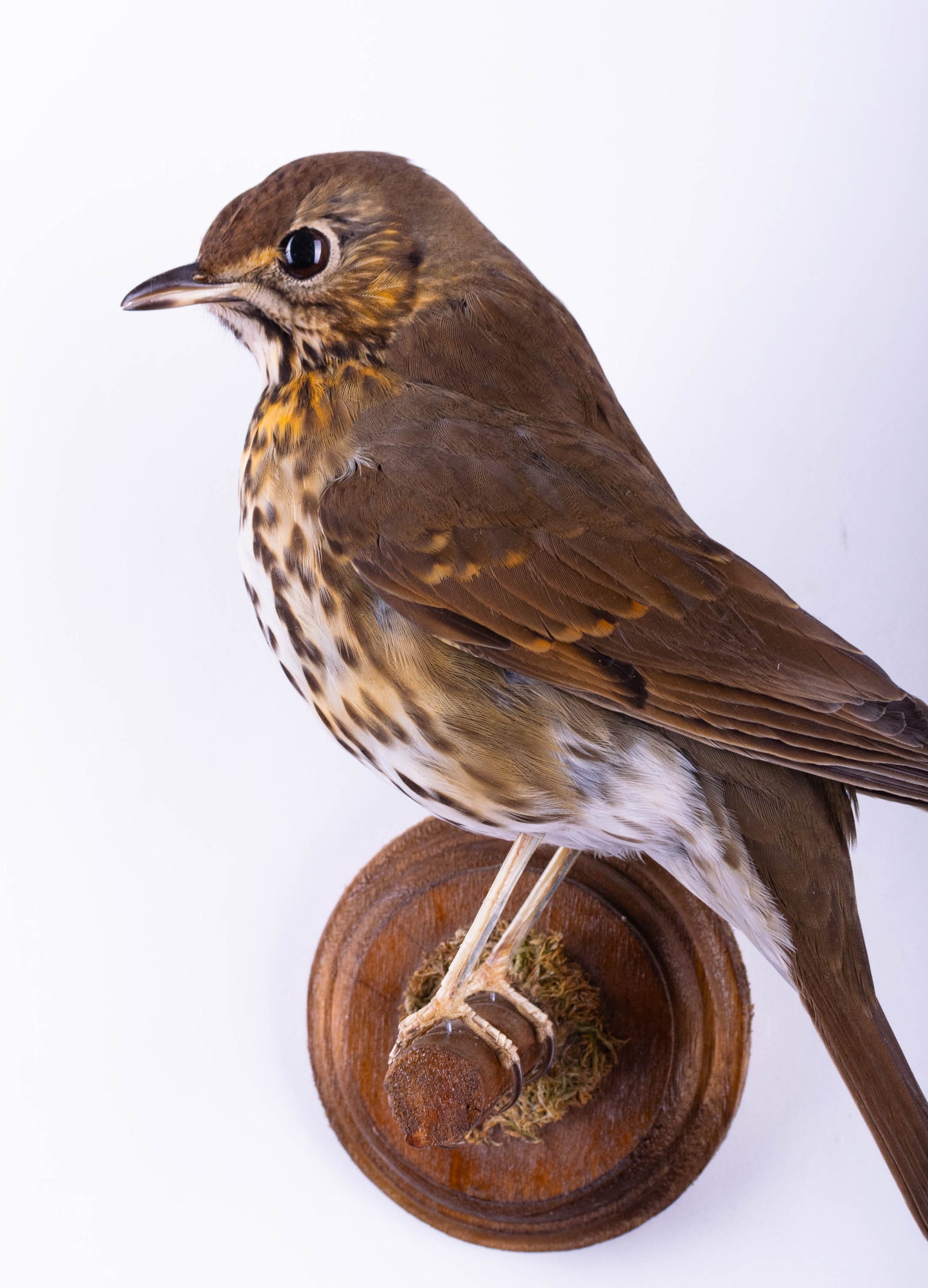 Song Thrush Taxidermy Wall Mount For Sale