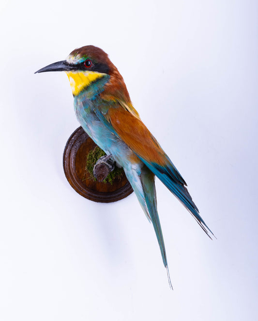 Taxidermy Wall Mount Bee-eater