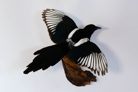 Magpie Taxidermy Wall Mount For Sale