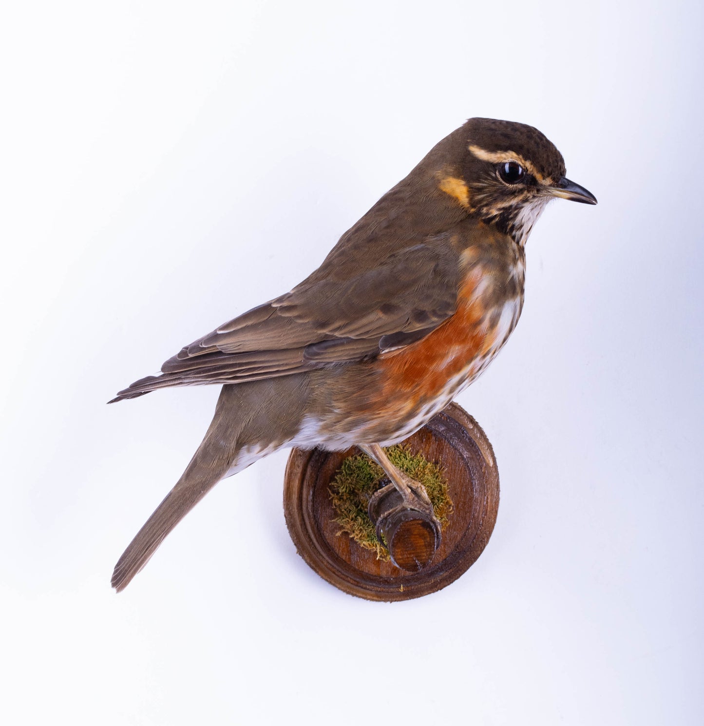 Support mural Redwing Taxidermie à vendre