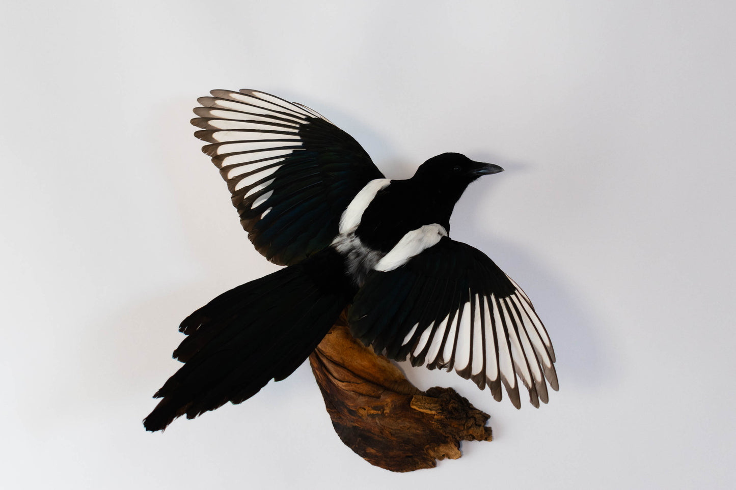 Magpie Taxidermy Wall Mount For Sale