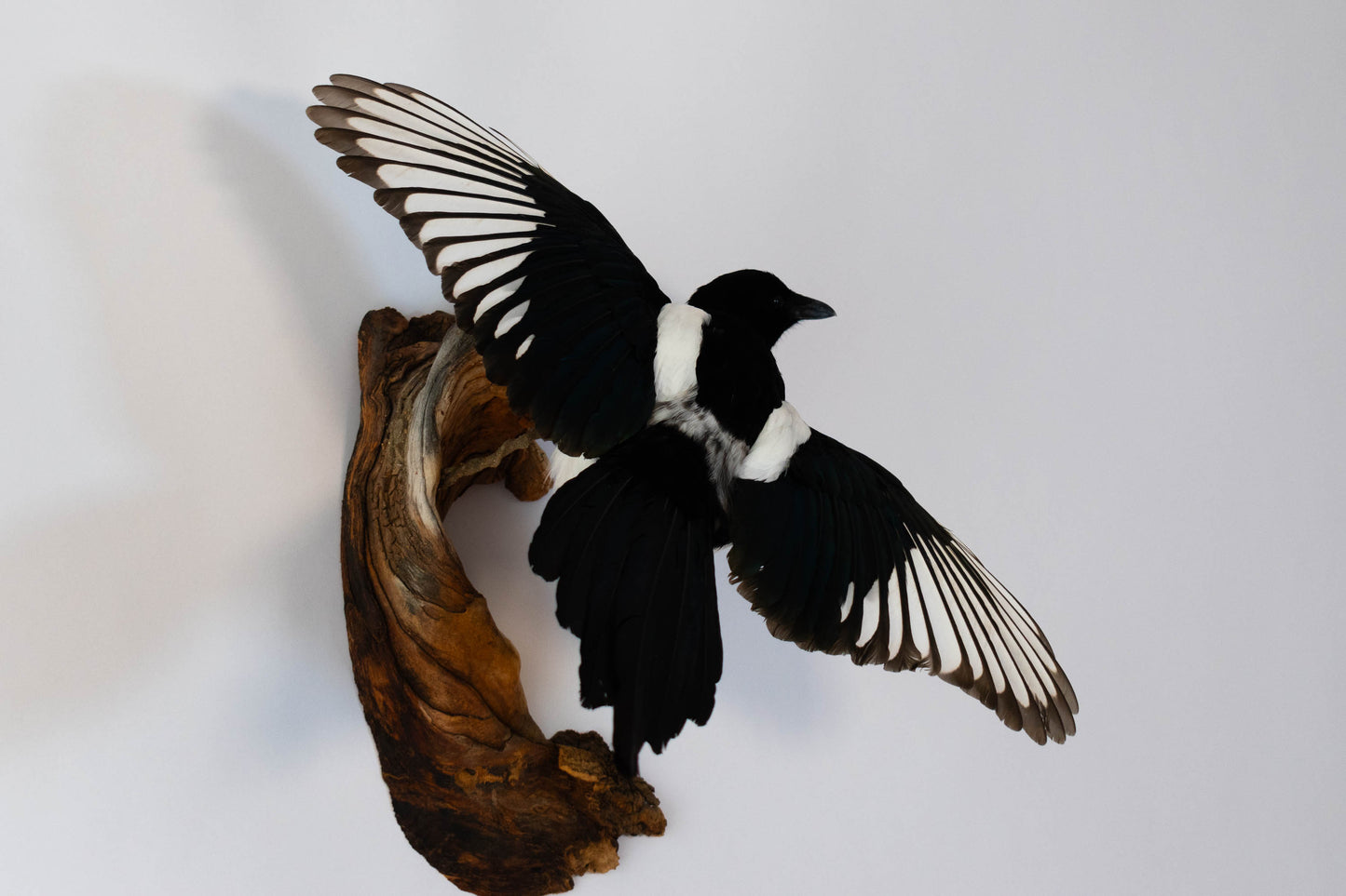 Magpie Taxidermy Wall Mount For Sale