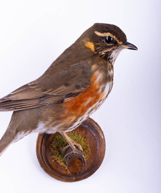 Redwing Taxidermy Wall Mount For Sale