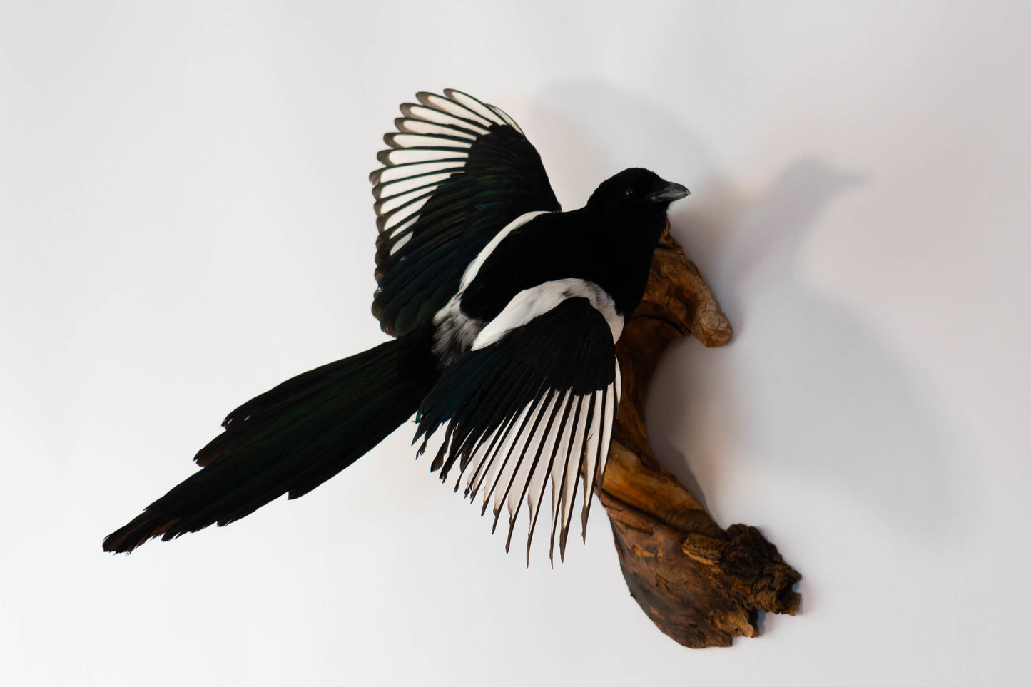Magpie Taxidermy Wall Mount For Sale