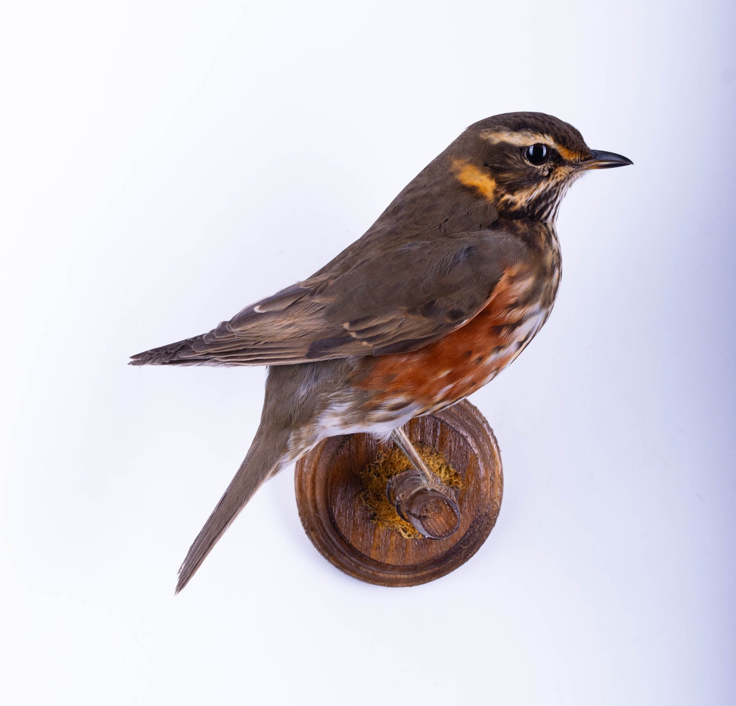 Taxidermy Redwing Wall Mount